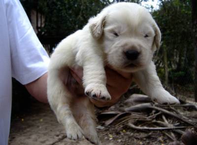 Golden Retriever Lindos Filhotes