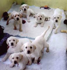 LABRADOR - FILHOTES FÊMEAS E MACHOS LABRADOR - FILHOTES FÊMEAS E MACHOS
