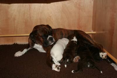 Filhotes de Boxer em Vrias Cores