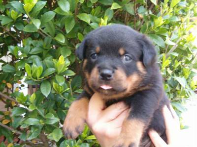 Lindos filhotes de Rottweiller