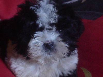 Lhasa Apso - Lindos Filhotes Com Pedigree