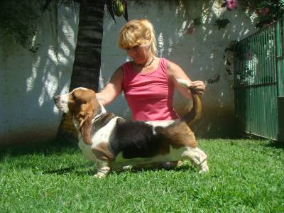 BASSET HOUND - UMA QUESTO DE AMOR