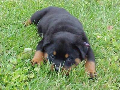 ROTTWEILER