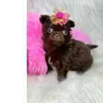 Chihuahua CHIHUAHUAS FMEAS LINDAS E MICRO