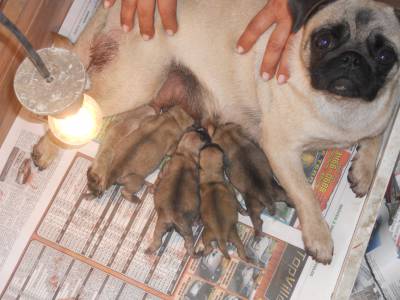 Pug Filhotes Canil Animal de Luxo