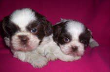 SHIH TZU FILHOTES OLHOS CLAROS PARC CARTAO