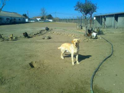 Macho Labrador para CRUZAMENTO