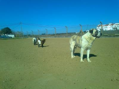 Macho Rafeiro do Alentejo para CRUZAMENTO