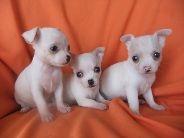 Chihuahua de plo curto 