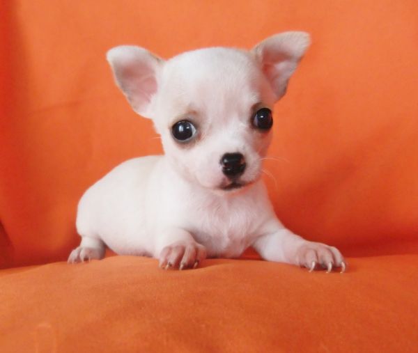 Chihuahua de plo curto 