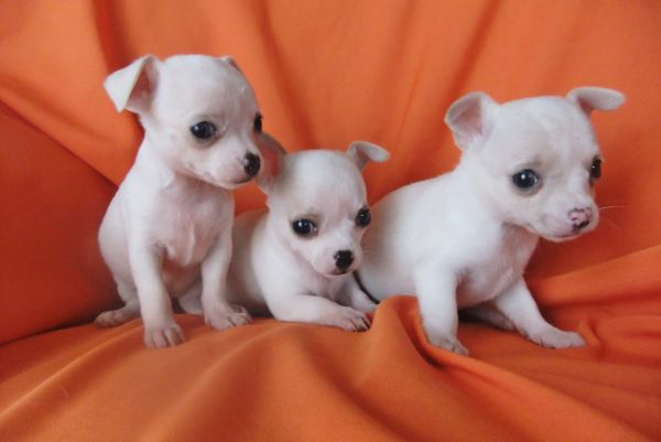 Chihuahua de plo curto 