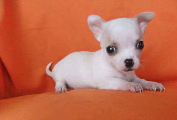 Chihuahua de plo curto 