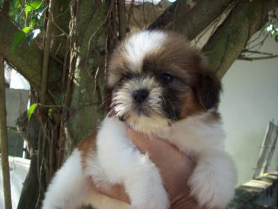 Filhotes de Shih-tzu