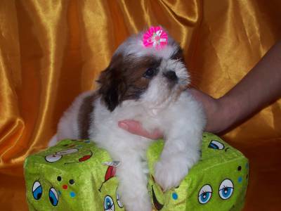 MARAVILHOS BEBEZINHO DA RAA SHIH-TZU