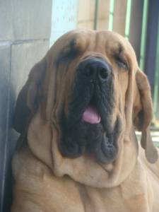 FILA BRASILEIRO - GUARDIÃO POR EXCELENCIA FILA BRASILEIRO - GUARDIÃO POR EXCELENCIA