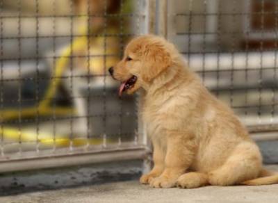 Filhotes de Golden Retriever