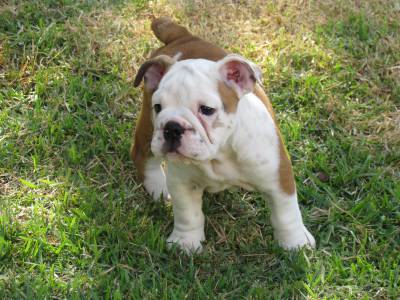 Lindas Fmeas de Bulldog Ingls