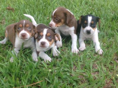 Lindos filhotes de fox paulistinha terrier brasile