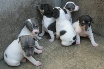 Filhotes Fox Paulistinha Terrier Brasileiro