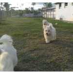 West Highland White Terrier Fantásticos Westies São Paulo Caçapava