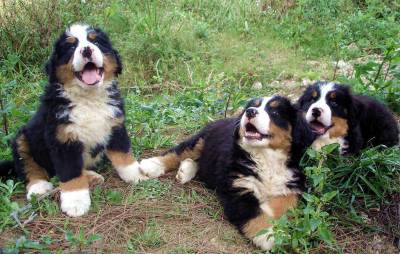 Vende-se Lindos Filhotes de Bernese Pedigree CBKC