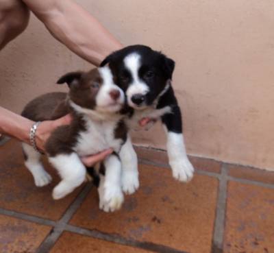 filhotes border collie