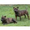 Staffordshire Bull Terrier staffordshirebull