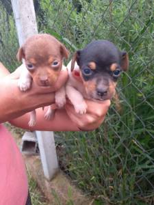 Fox Paulistinha Terrier Brasileiro Filhotes