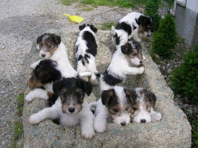 Cachorros Fox Terrier Tricolores com LOP e Afixo