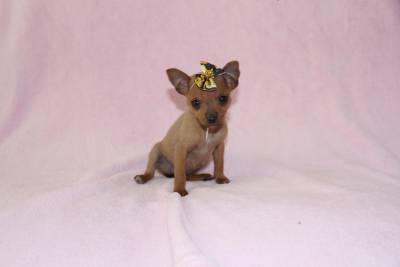 PINSCHER MINIATURA