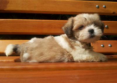 FILHOTES DE LHASA E SHIH TZU CANIL MONDO CANE