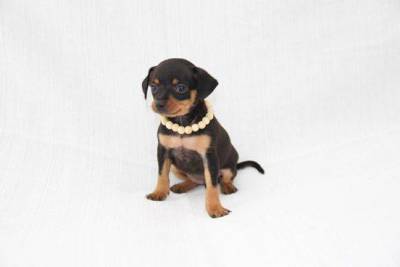 PINSCHER MINIATURA CANIL ESPECIALIZADO