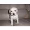 Retriever Do Labrador Labrador - Todas as Cores