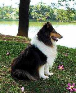 Filhotes de Collie plo Longo - rough collie