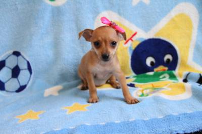 PINSCHER MINIATURA FEMEA