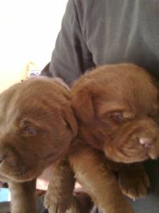 LABRADORES BBS COR CHOCOLATE LINDISSIMOS