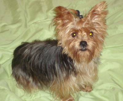 YORKSHIRE TERRIER