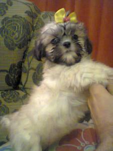 Lhasa Apso filhotes