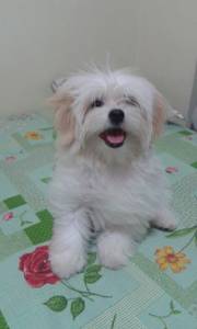 Lhasa Apso filhotes