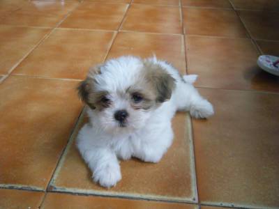 Lhasa Apso filhotes