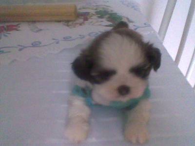 SHIH TZU FILHOTES MICRO COM PEDIGREE