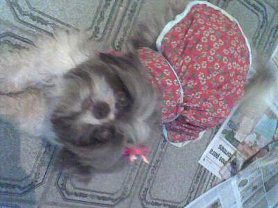 SHIH TZU FILHOTES MICRO COM PEDIGREE