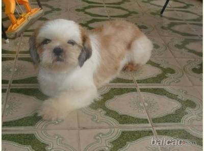 SHIH TZU FILHOTES MICRO COM PEDIGREE