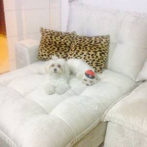 Canil especializado em Malts  Shih tzu e Lhasa A