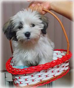 Canil especializado em Malts  Shih tzu e Lhasa A