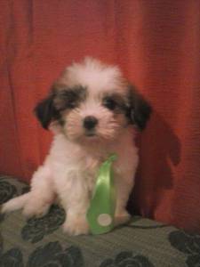 Canil especializado em Malts  Shih tzu e Lhasa A