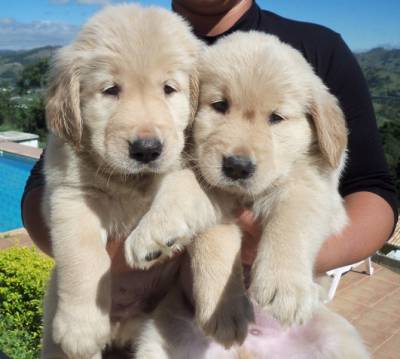 GOLDEN RETRIEVER - Canil Anjos do Orypaba