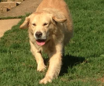 GOLDEN RETRIEVER - Canil Anjos do Orypaba