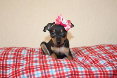 PINSCHER MINIATURA FEMEA MINUSCULA