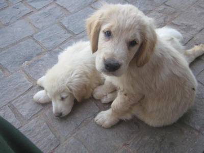 GOLDEN RETRIEVER  Filhotes Com Pedigree